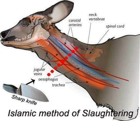 Islamic Way of Slaughtering