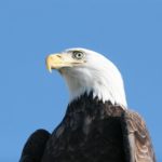 Eagle story
